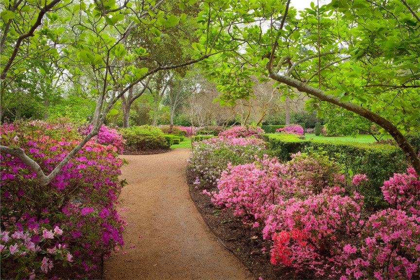 What's Blooming at Bayou Bend? Magnolias!, Inside the MFAH