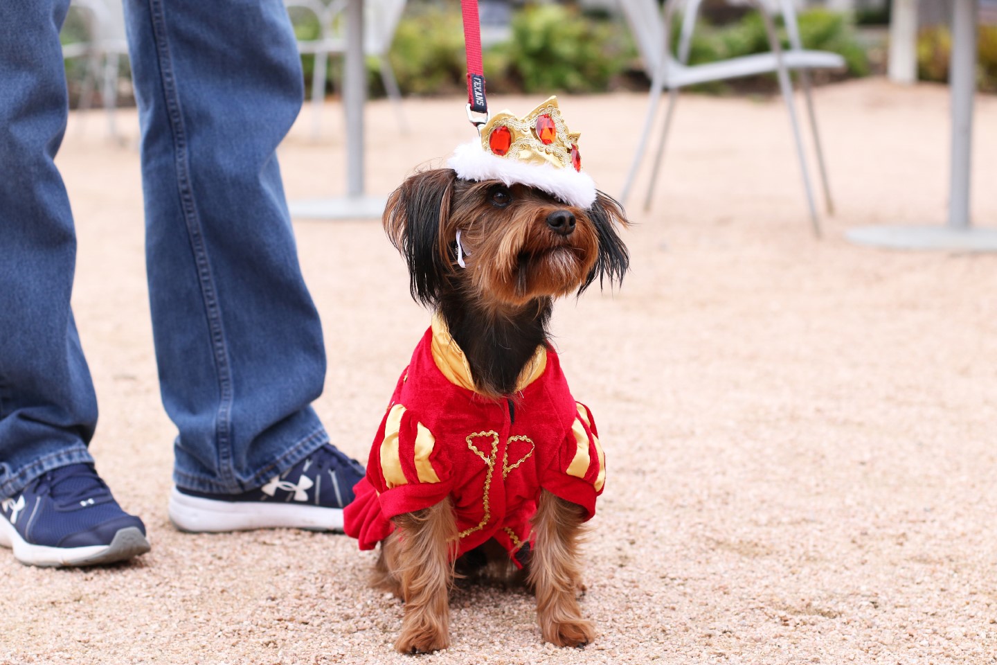 “Royals” Doggie Day