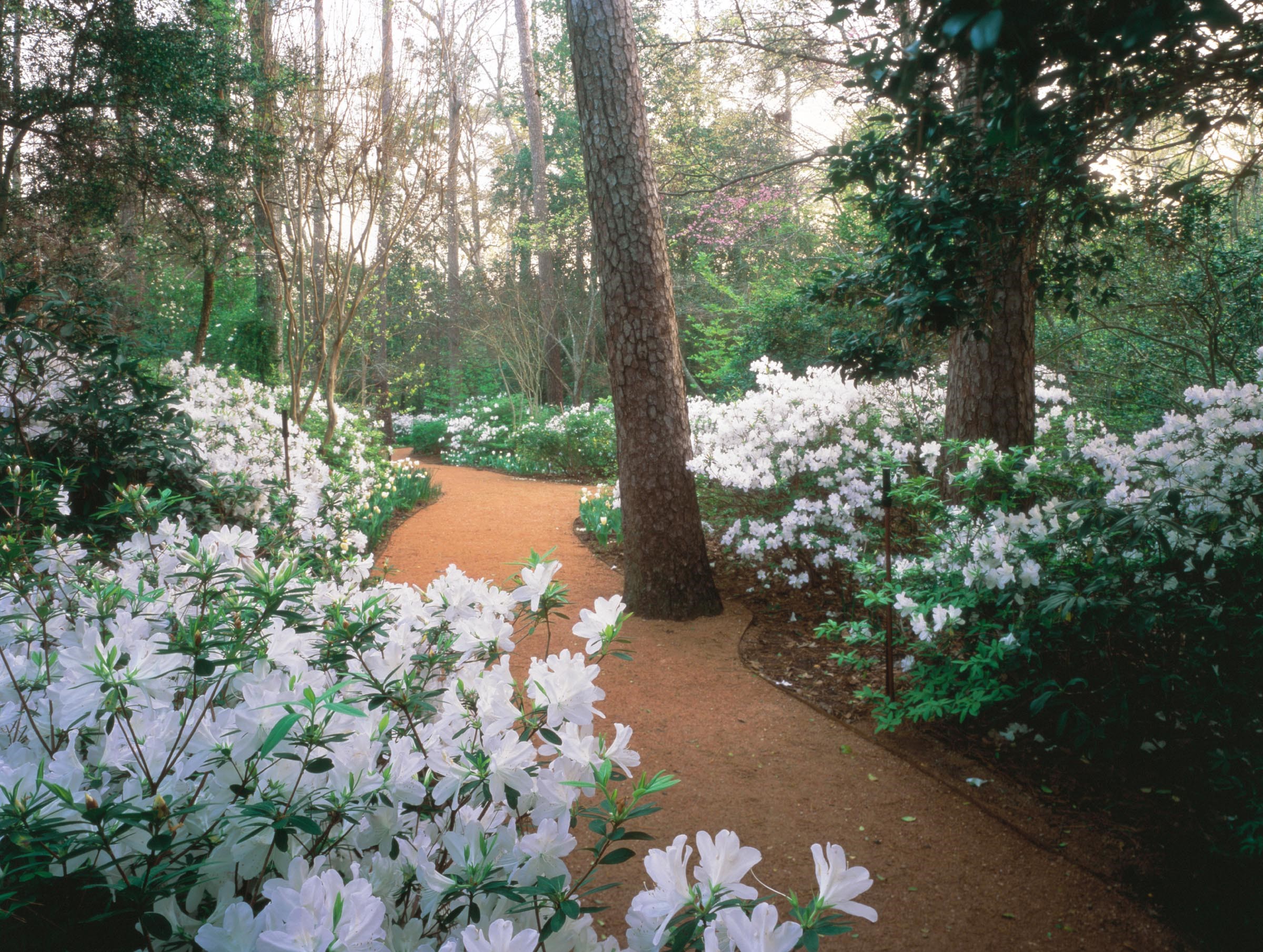 Bayou Bend Gardens The Museum Of Fine Arts Houston