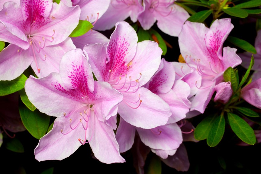 Azaleas