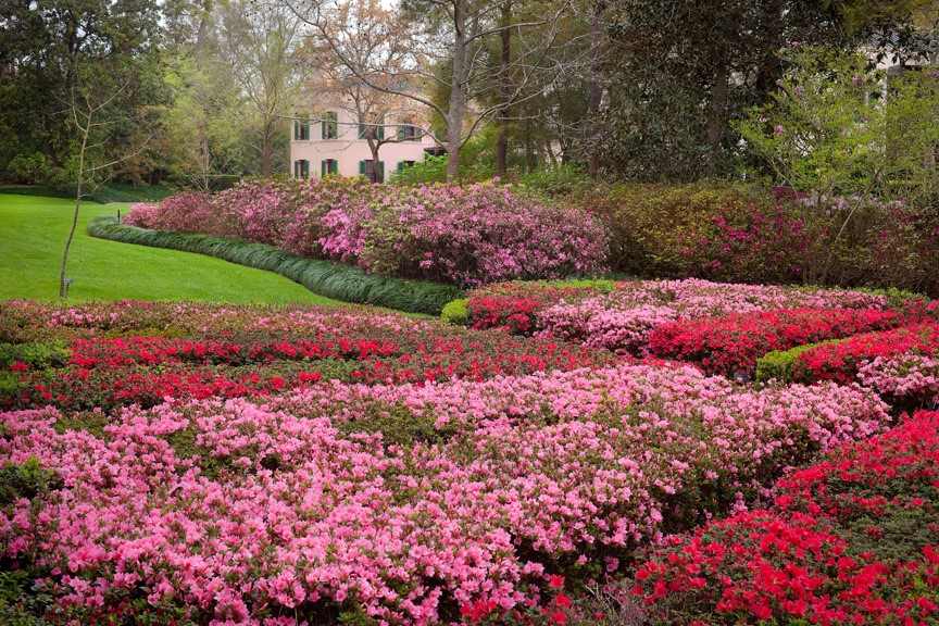 The Story Of Azaleas At Bayou Bend The Museum Of Fine Arts Houston