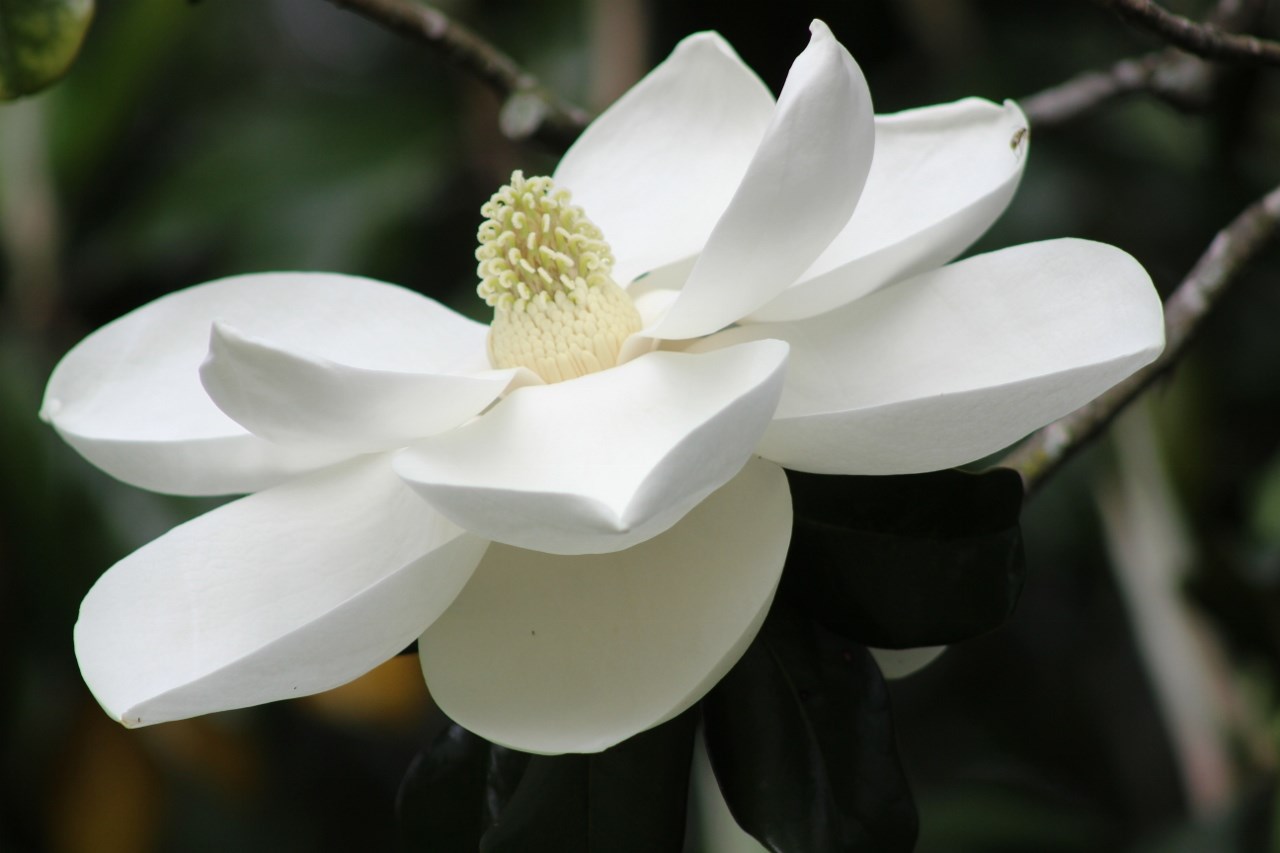 What's Blooming at Bayou Bend? Magnolias!, Inside the MFAH