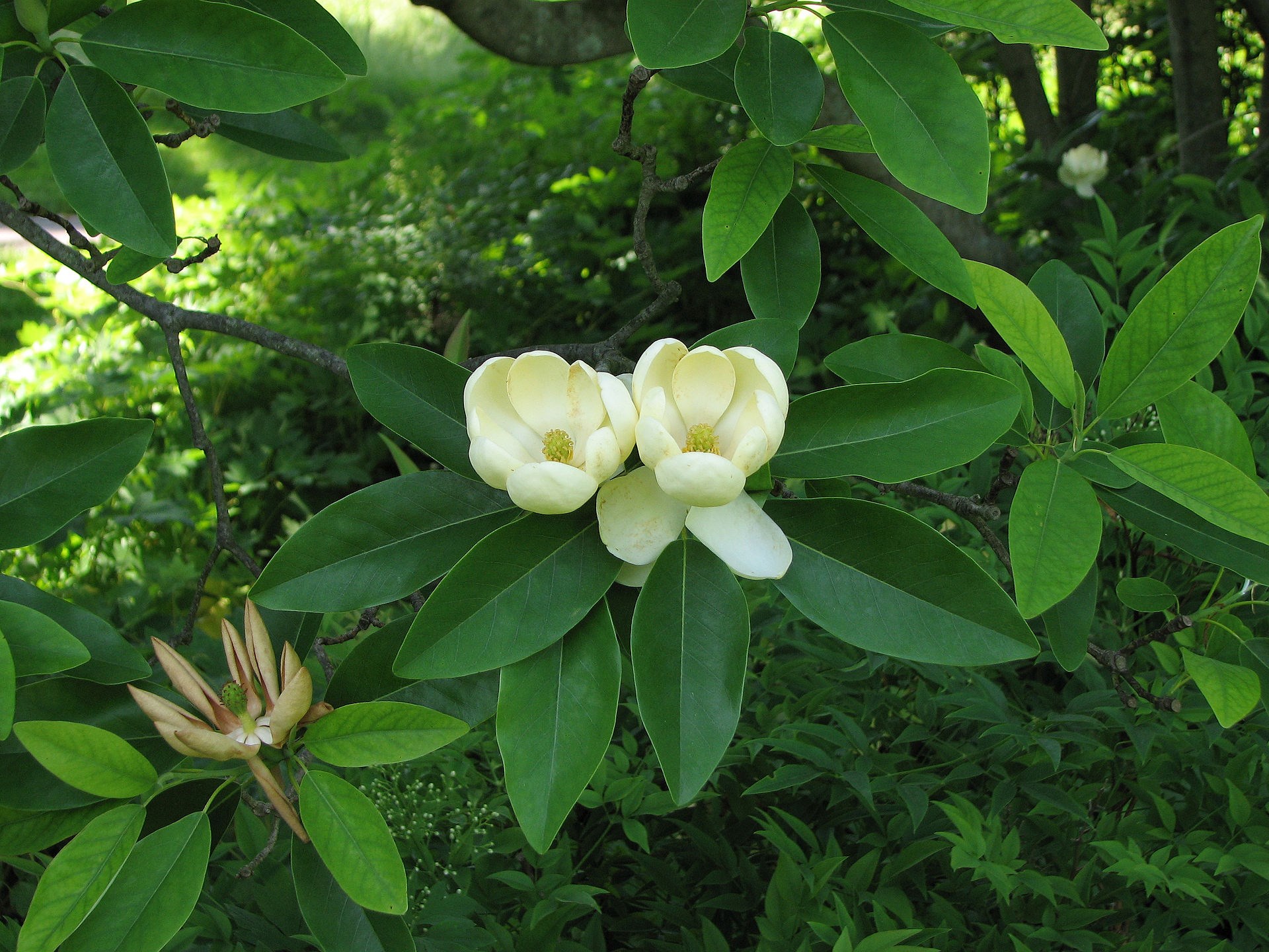 What's Blooming at Bayou Bend? Magnolias!, Inside the MFAH