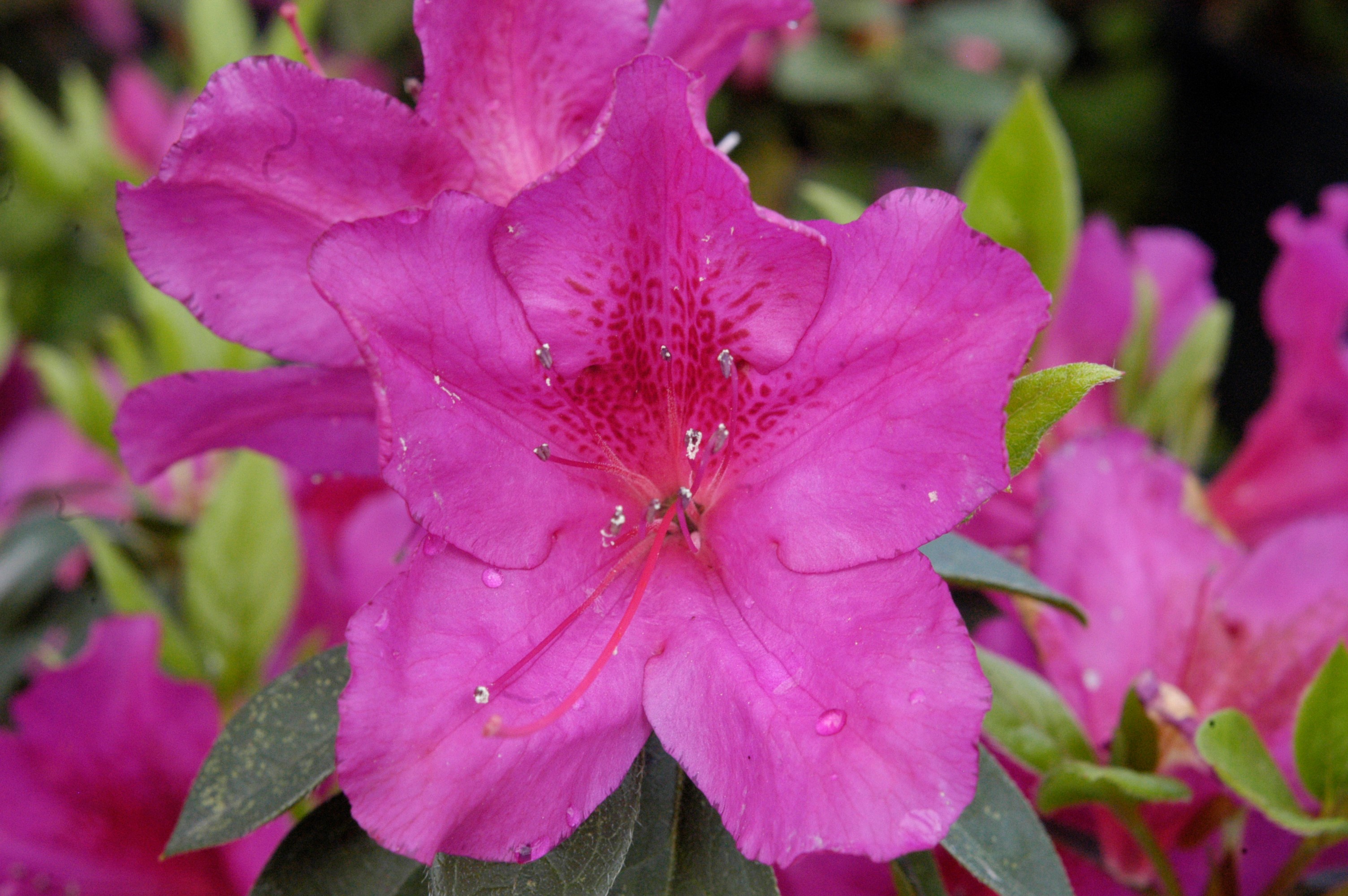 The Story of Azaleas at Bayou Bend | Inside the MFAH | The Museum of Fine  Arts, Houston