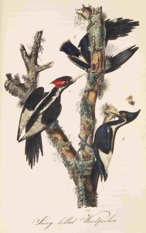 John James Audubon, Ivory-billed Woodpecker, 1840–44, hand-colored lithograph