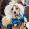 Royal dog paw-rade and costume contest takes over Museum District—Amber Elliott, Houston Chronicle, January 17, 2019