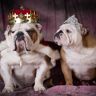 5 Things You Must Do This Weekend, featuring “Royals” Doggie Day —Morgan Kinney, Houstonia, January 10, 2019