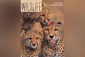 Int'l Wildlife magazine