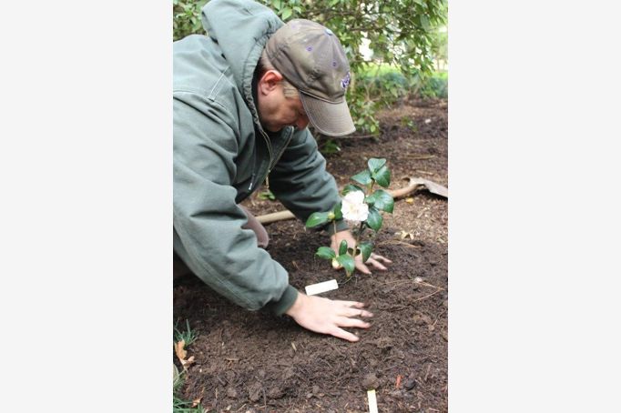 planting