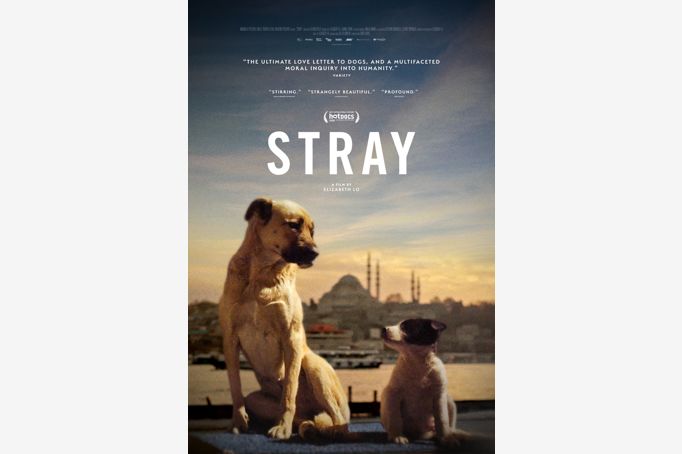 Stray | movie poster
