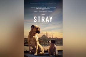 Stray | movie poster
