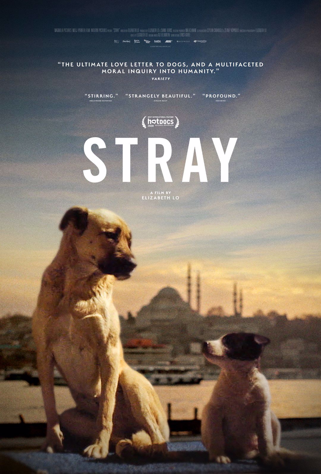 Virtual Cinema Goes to the Dogs with the New IstanbulSet Documentary